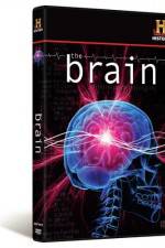 The Brain