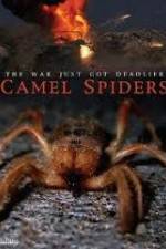 Camel Spiders