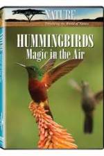 Hummingbirds Magic in the Air