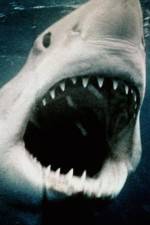 Sharkmania: The Top 15 Biggest Baddest Bloodiest Bites