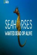 National Geographic - Wild Seahorses Wanted Dead Or Alive