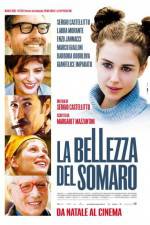 La bellezza del somaro