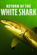 Return of the White Shark