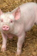 Patent For A Pig: The Big Business of Genetics