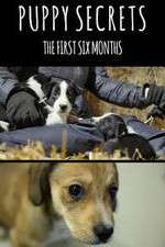 Puppy Secrets: The First Six Months