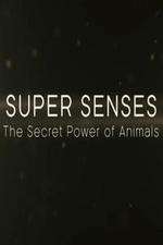 Super Senses The Secret Power of Animals