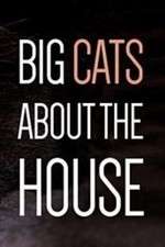 Big Cats About the House