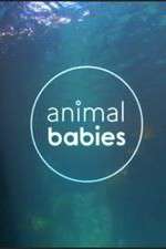 Animal Babies