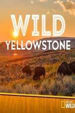 Wild Yellowstone