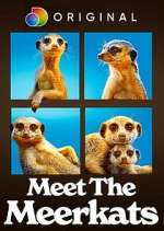 Meet the Meerkats